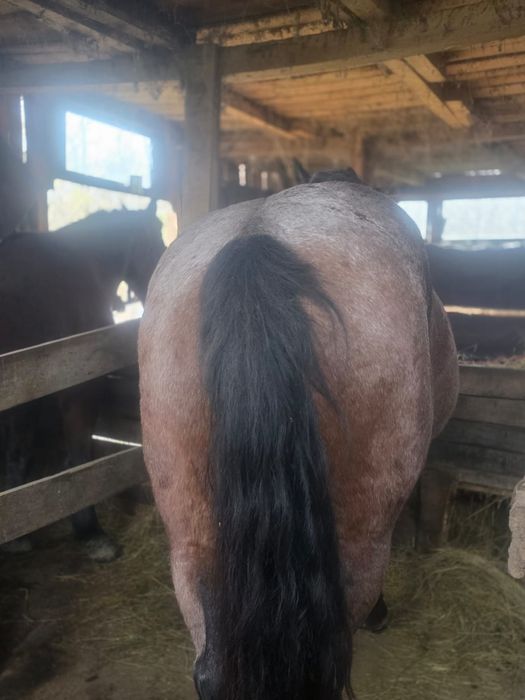 Vând două iepe semigrele