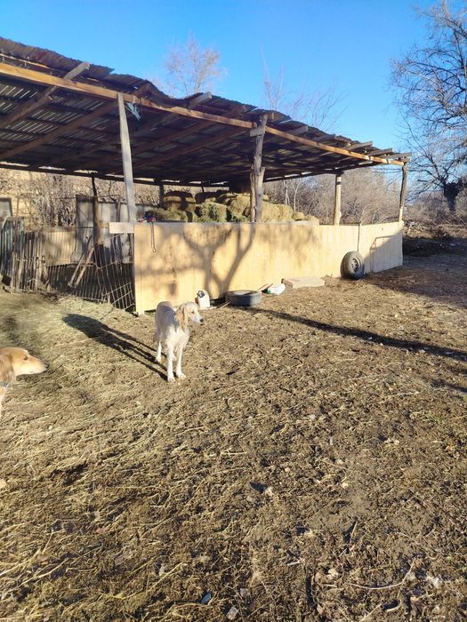 Тазы ит сатылады