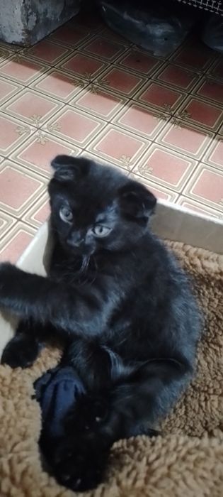 Бесплатно Катёнок Шатланка