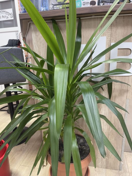 Yucca plant, likely a Spineless Yucca