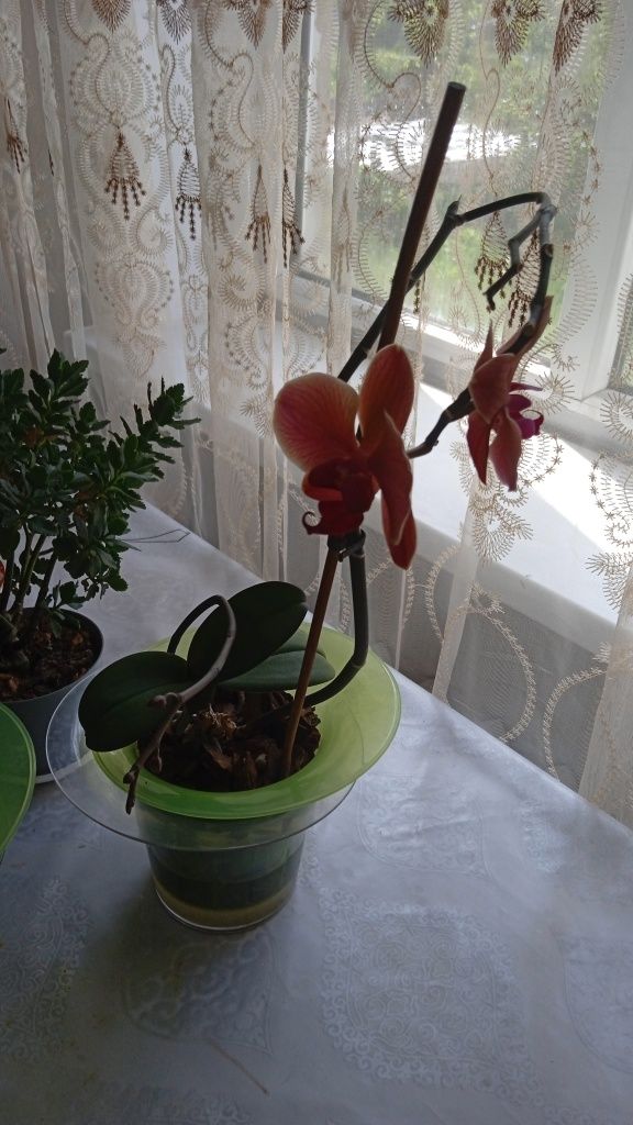 Продам орхидею и другие цветы