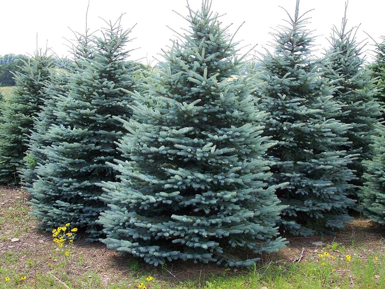 Сребрист Смърч-(Picea Pungens Glauca)