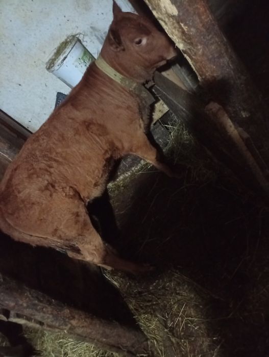 Vând vițică 12 saptamani