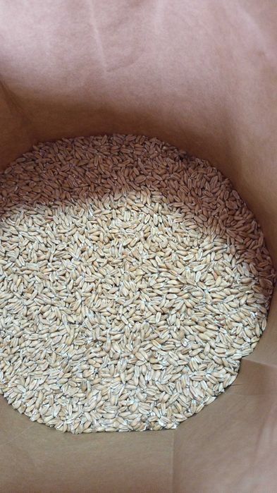 Grau Spelta ecologic decorticat