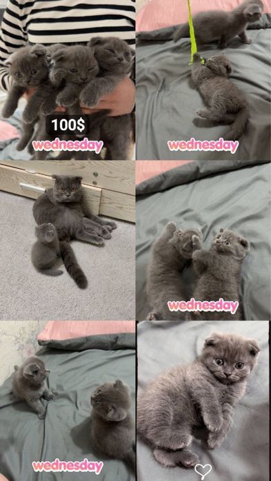 Котенок девочки и мальчик