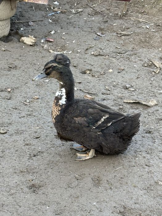 Rate mute si macanitoare