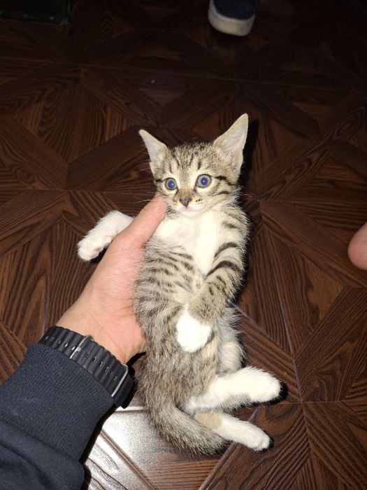 Отдам бесплатно в добрые руки котят