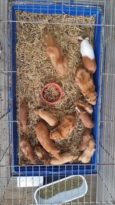 Donam porcusori de guineea