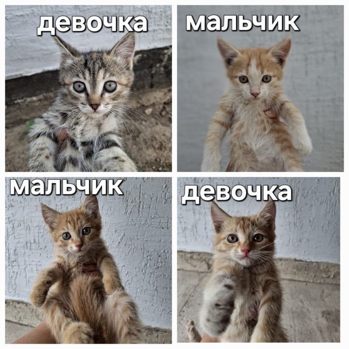 Отдам котят в добрые руки