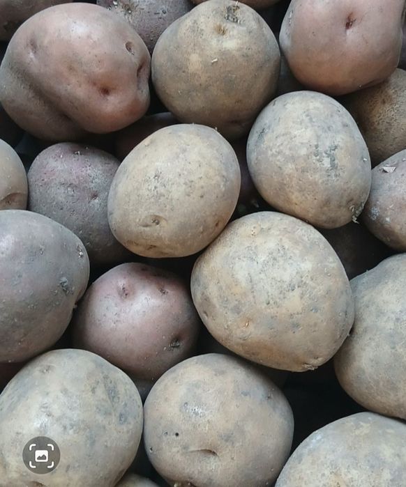 Продам дачный  картофель, 400 т.кг.