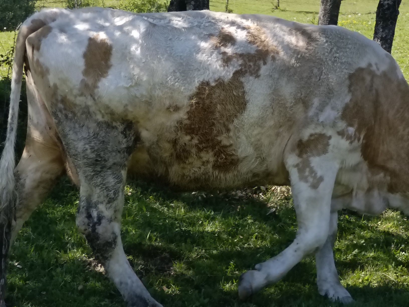 Vaca cu vitea de vanzare