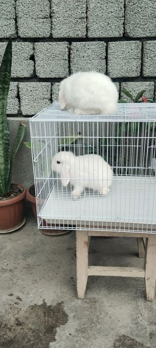 Karlik bolalar sotiladi  qapas  bilan
