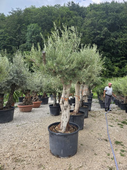 Maslin olea secural