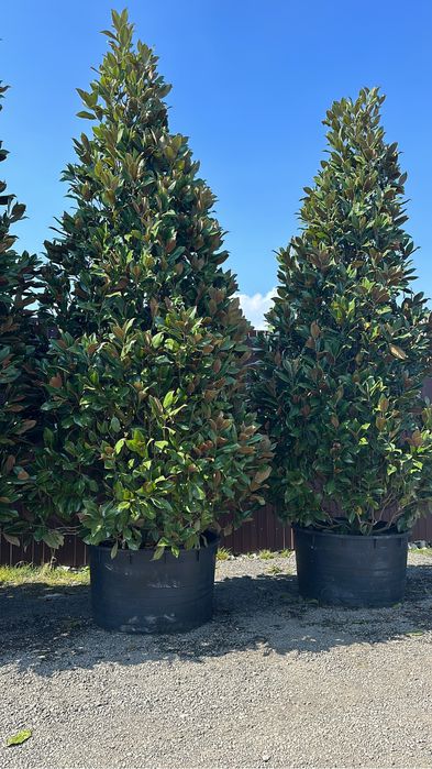 Plante ornamentale amagnoli grandeflora tuia lilandi zmarard