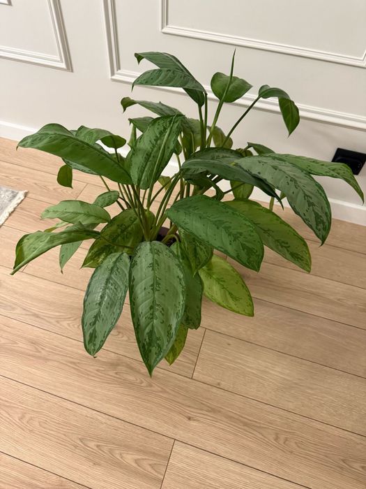 Комнатные растения.