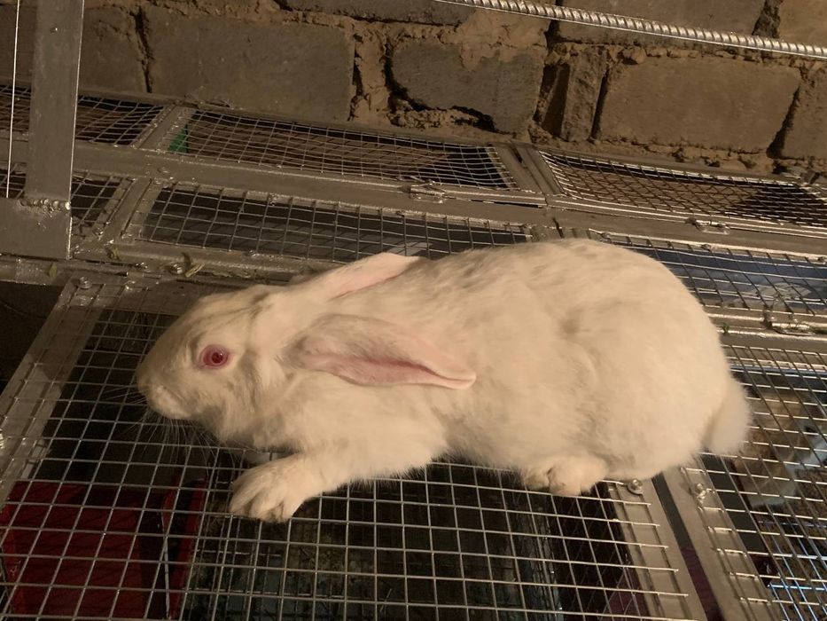 Кролики Quyon bolasi