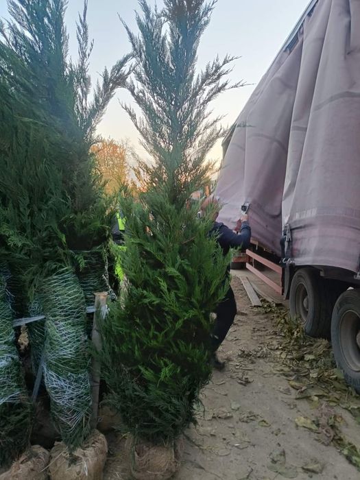 Cupressus leylandii 2.5m - 3m gard viu, super oferta. Calitate premium