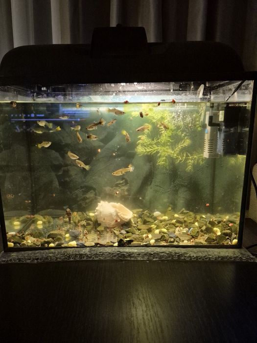 Продам аквариум с рыбками