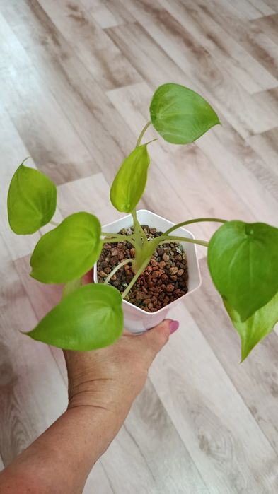 Продам комнатные цветы