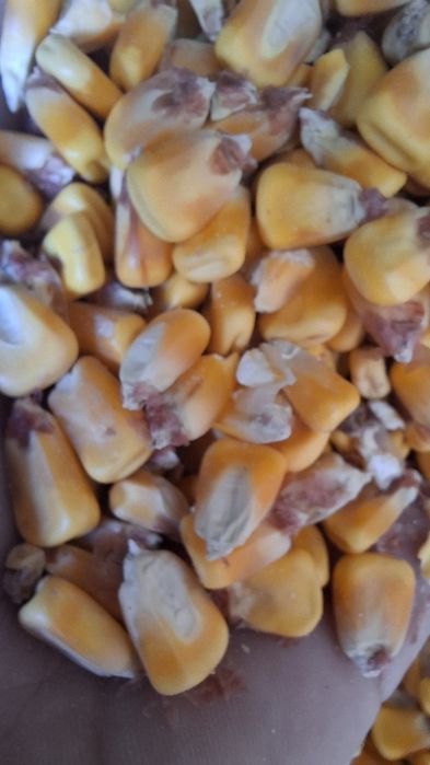 Porunb boabe de vanzare