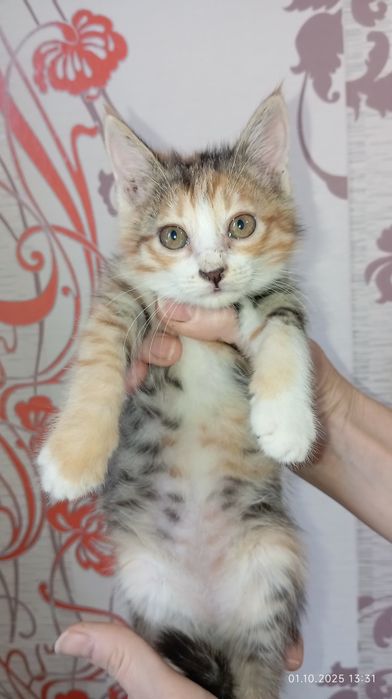Отдал котёнка в добрые руки