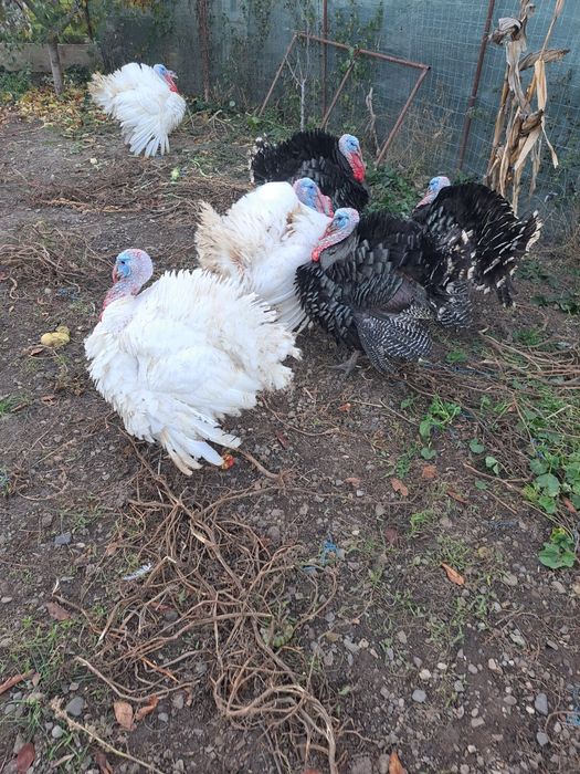 Curcani si curci de carne