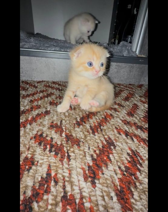 Остался один котенок шотланский скотиш фолд