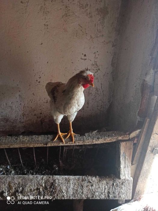 Продавам 4 броя млади петела