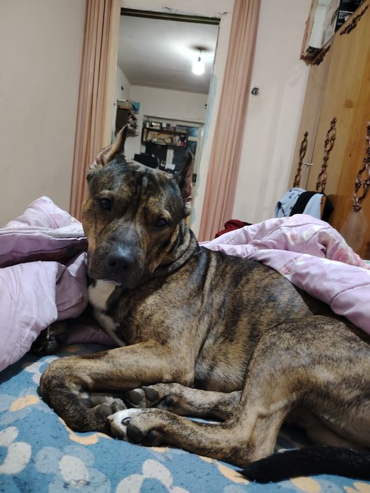 Предлагается на вязку кобель питбуля