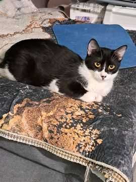 Adoptie pisica neagra castrata Seherezada