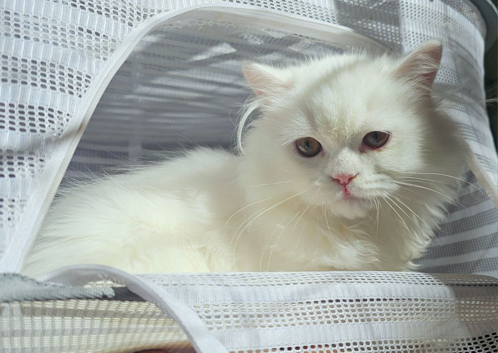 Британско бяло котенце