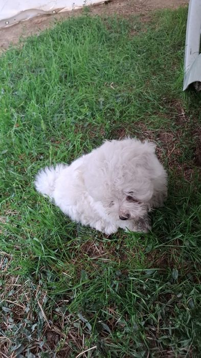 Bichon Maltez băiat