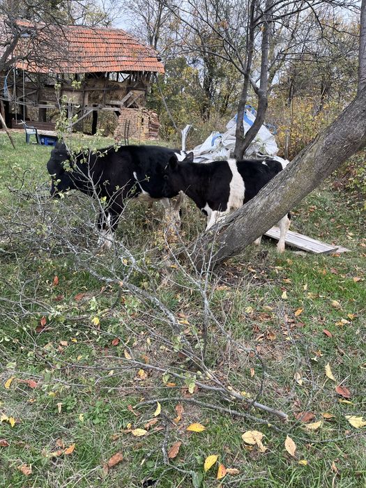 Vitei si juninca prima fatare