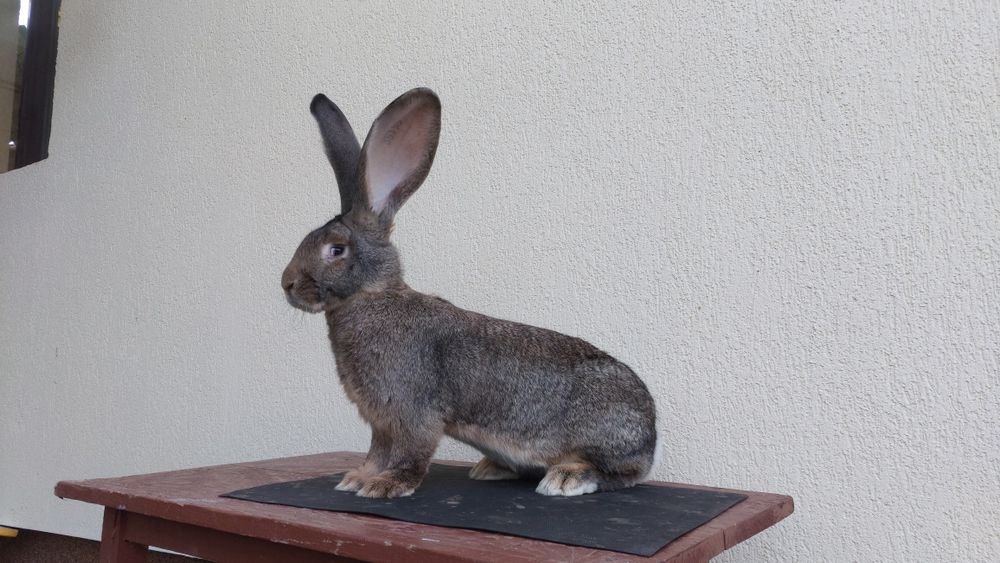 Iepuri uriași germani albi și gri