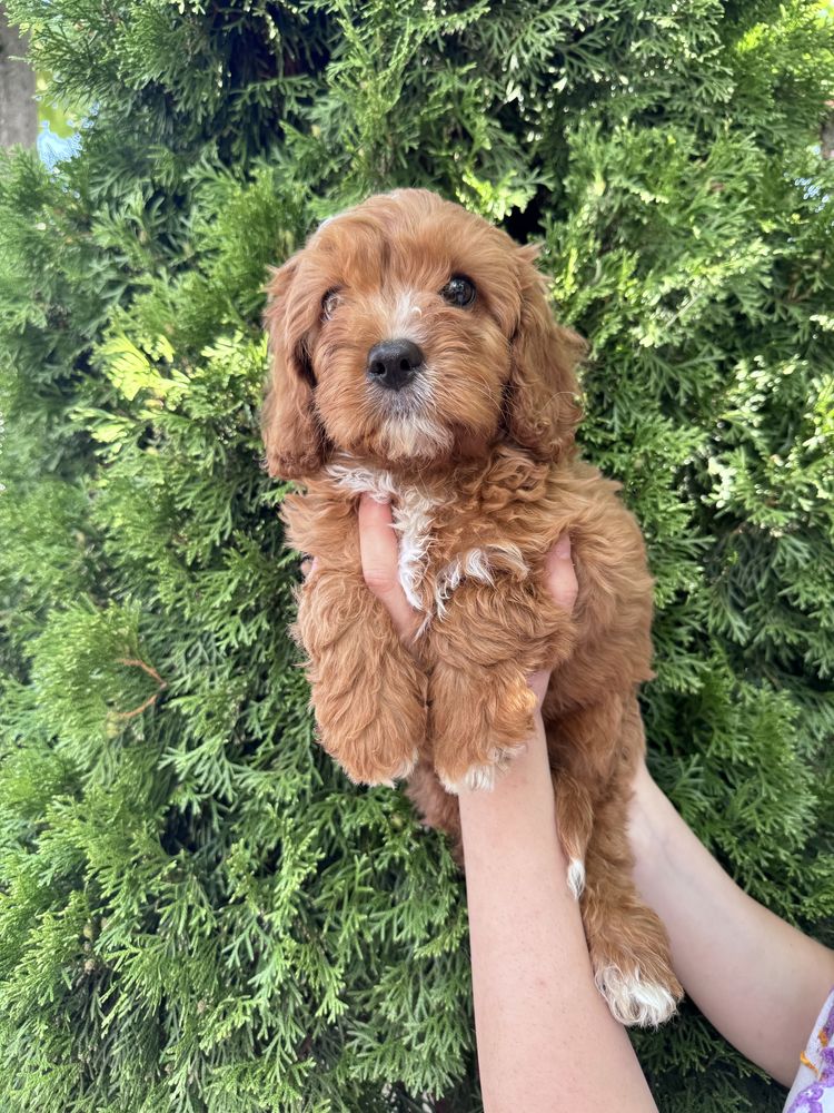 Кавапу/Cavapoo/мъжко и женско