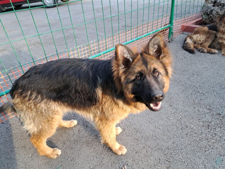 Продаю немецкий авчарку 1 годик умная радасловная быстро обучайми кома