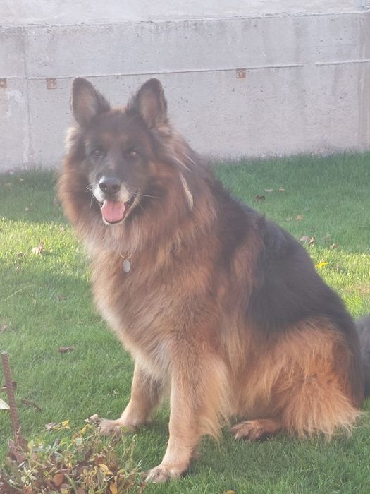 Подарявам Немска овчарка