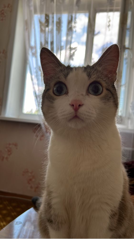 Добрый нежный котик ищет дом