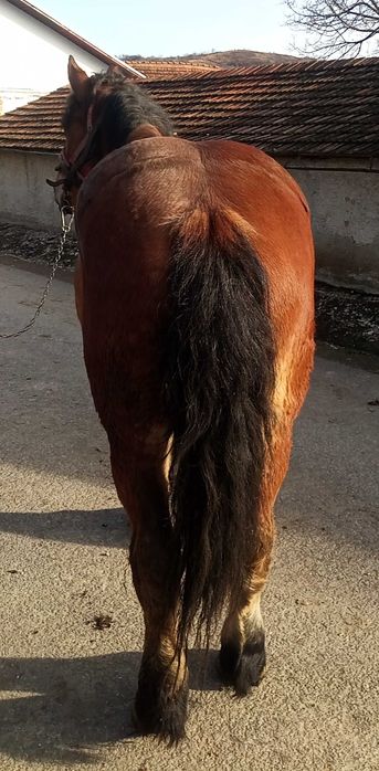 Cal de 3 ani Boghis Sālaj