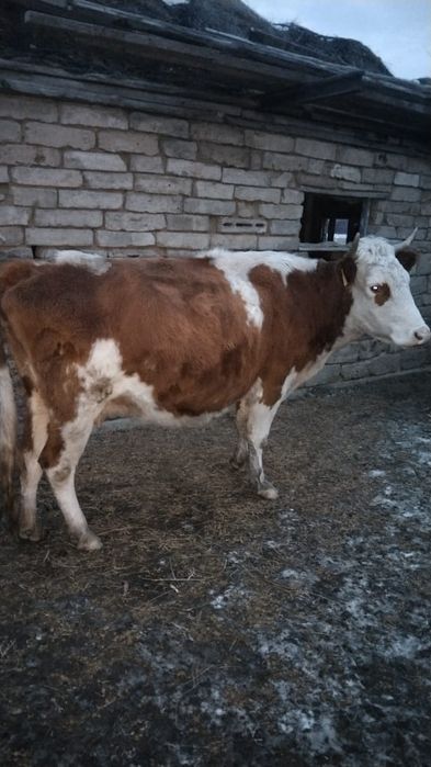 Сыйыр сатылады жас