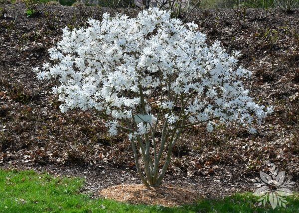 Звездовидна магнолия - Magnolia stellata