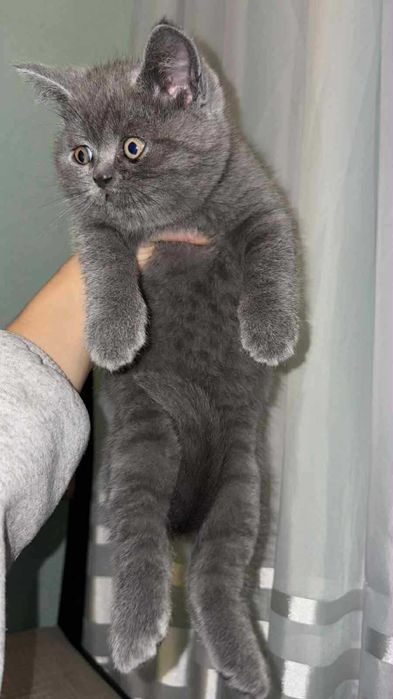 Британски котенца