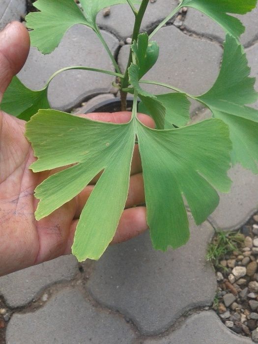 Ginkgo biloba