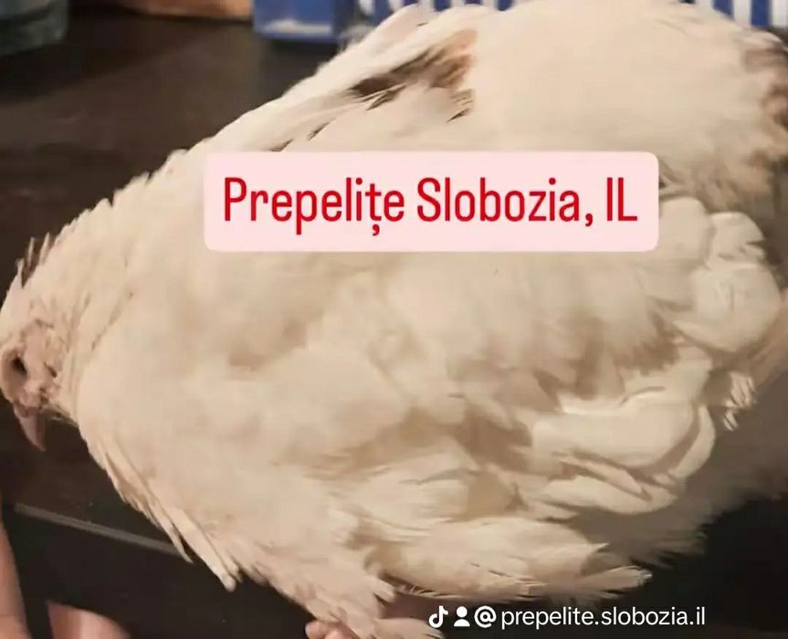 Vând ouă incubat POLARA GIGANT XXL, pui, tineret