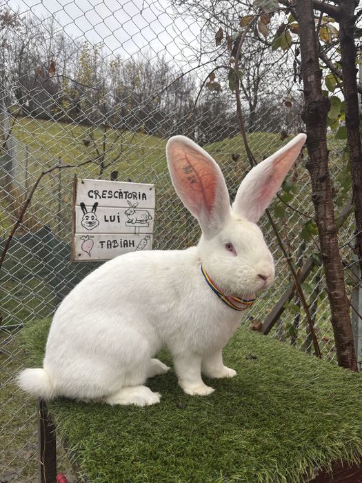 Mascul Urias German Alb