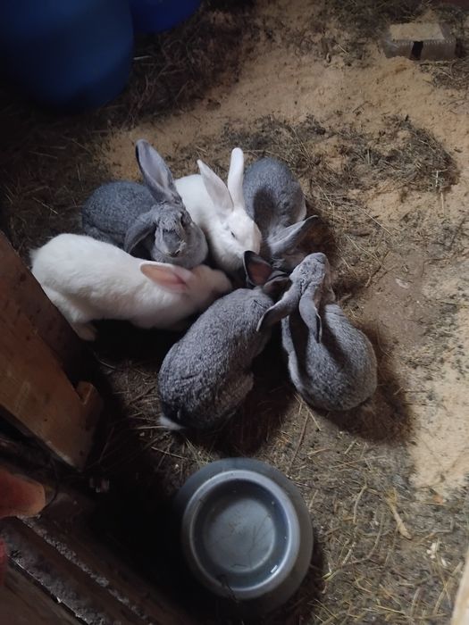 Vând iepuri de rasa