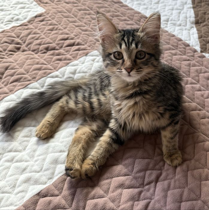 Кошечка Тигруся 3 месяца