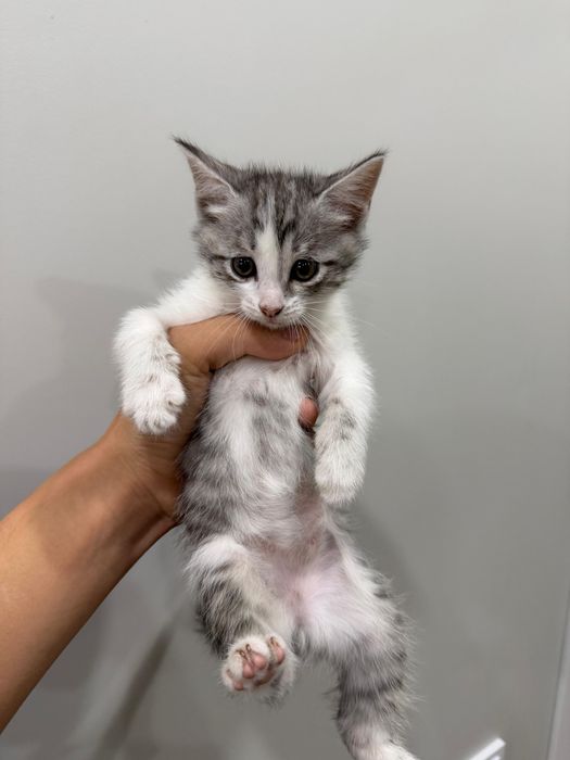 Котята ищут дом!
