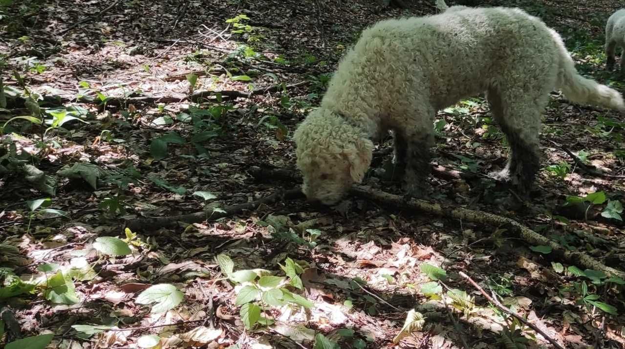 Lagotto Romagnolo Trufe/schimb auto