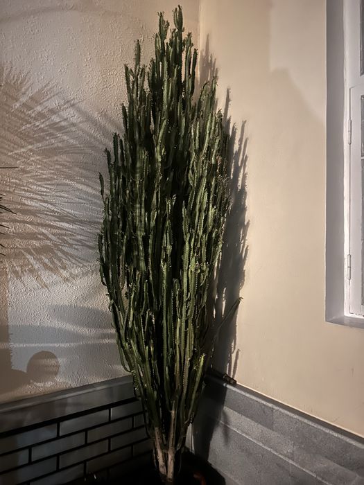 Кактус (euphorbia trigona - молочайное трехгранное древо)